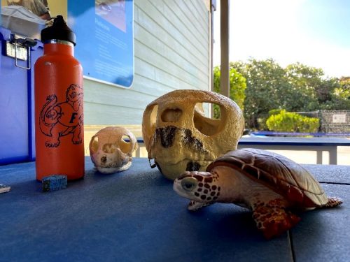 turtle skull and gator water bottle
