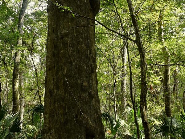 cypress tree in Chassahowitzka Wildlife Management Area