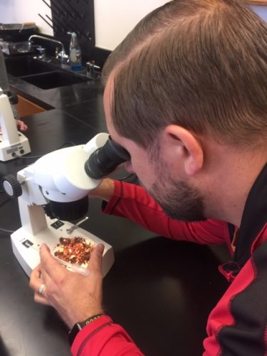 teacher looks at mites under microscope
