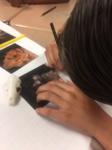 student looking at bat image and drawing food resources