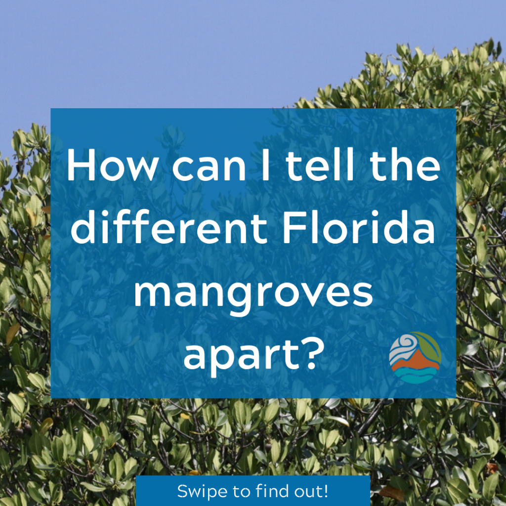 Mangrove Instagram Post