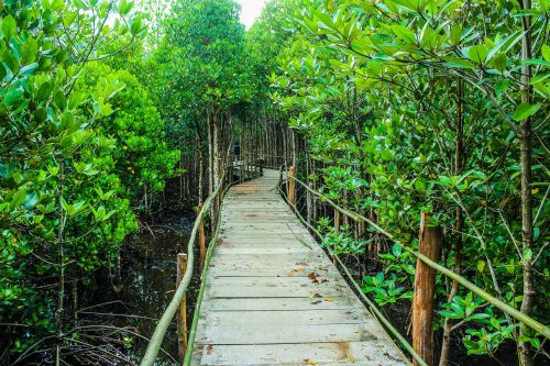 Boardwalk in the Mangroves