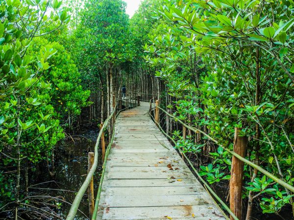 Boardwalk in the Mangroves