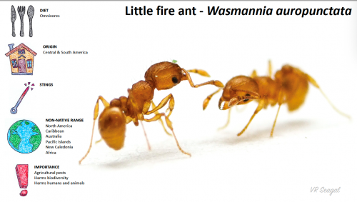 graphic illustration on fire ants