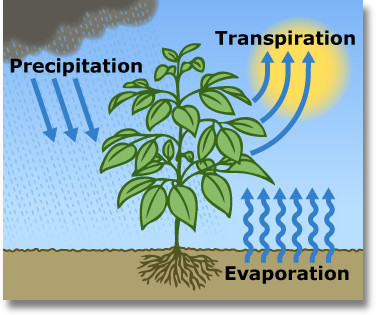 evapotranspiration graphic
