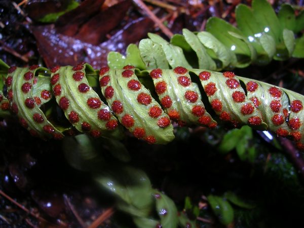sporangia on fern leaf