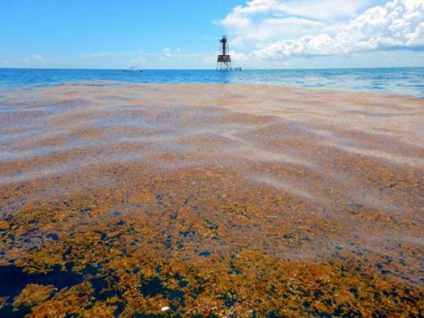 sargassum