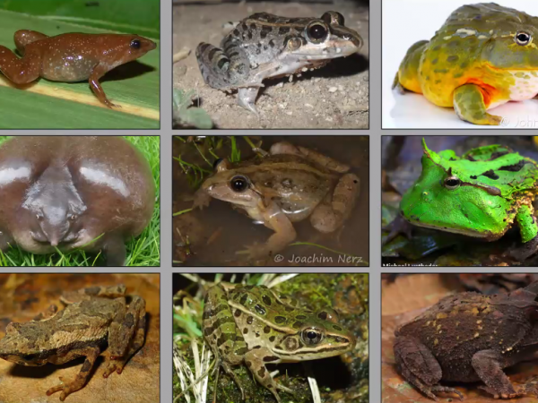 frog varieties