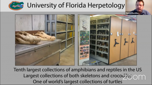 University of Florida Herpetology Collection