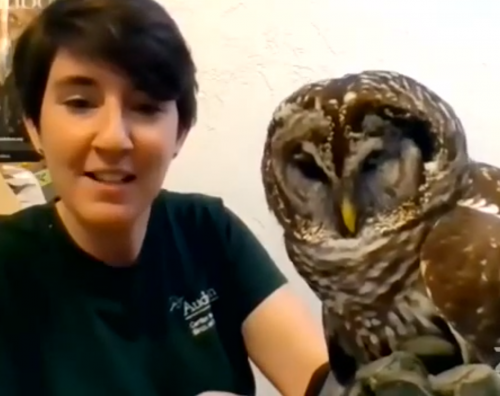 Barred Owl