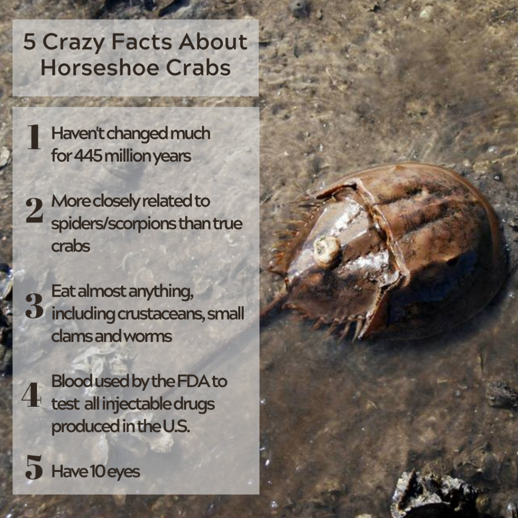 horsehoe crab