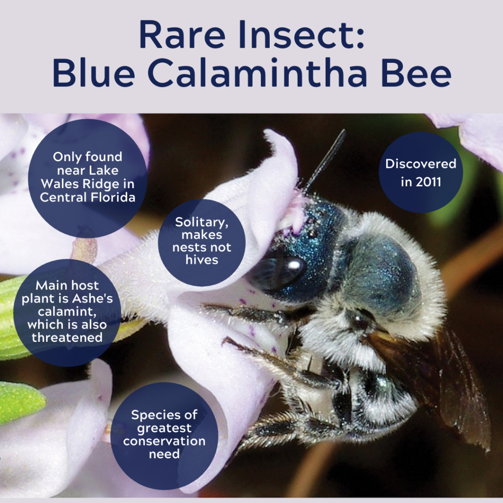 blue calamintha bee