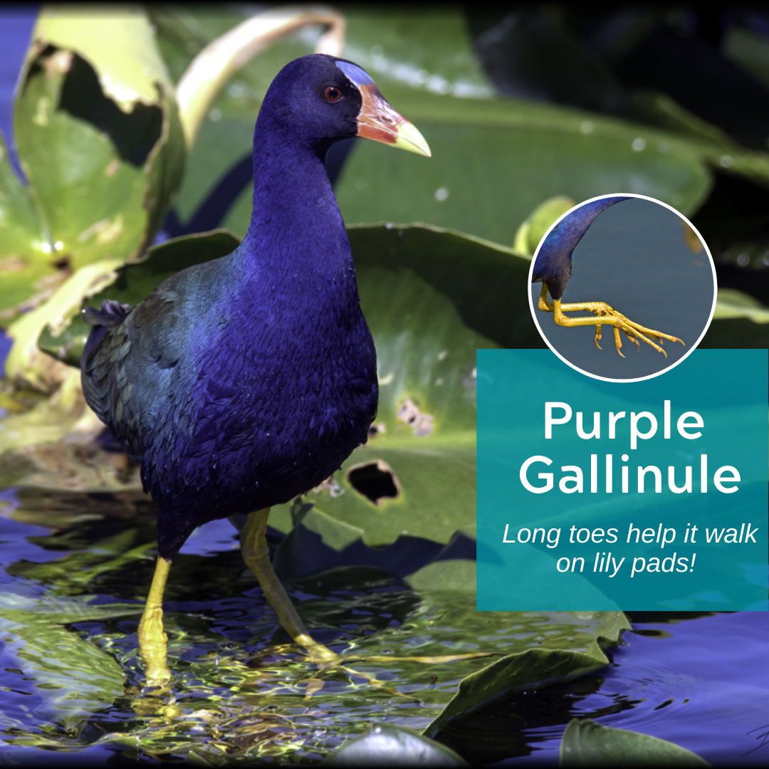 purple gallinule