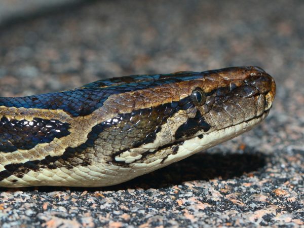 A close-up of a Burmese python