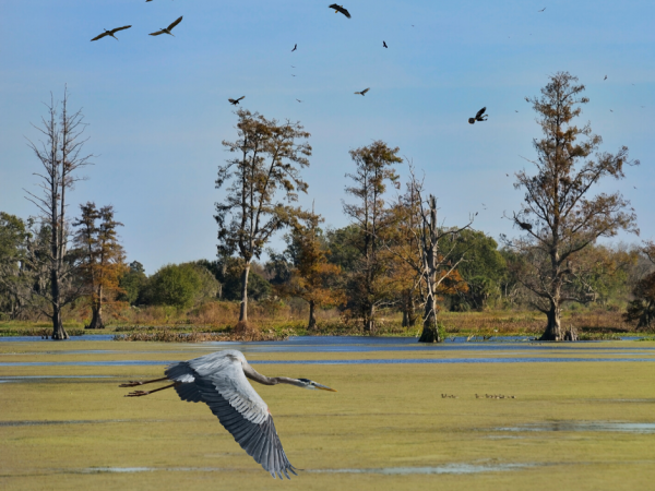 Bird flying across Florida wetland