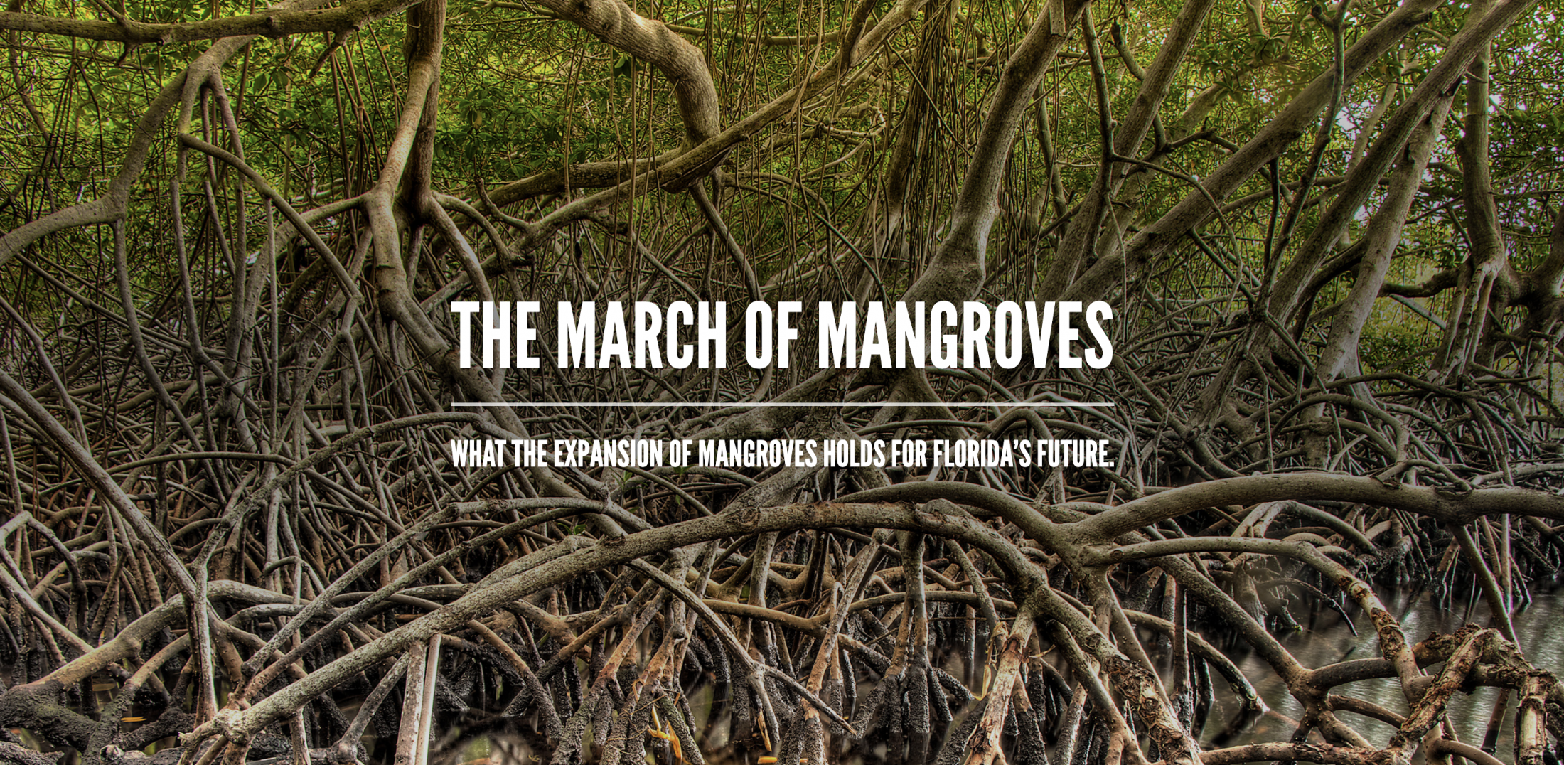 The March of Mangroves