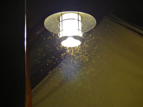 insects swarming an exterior light