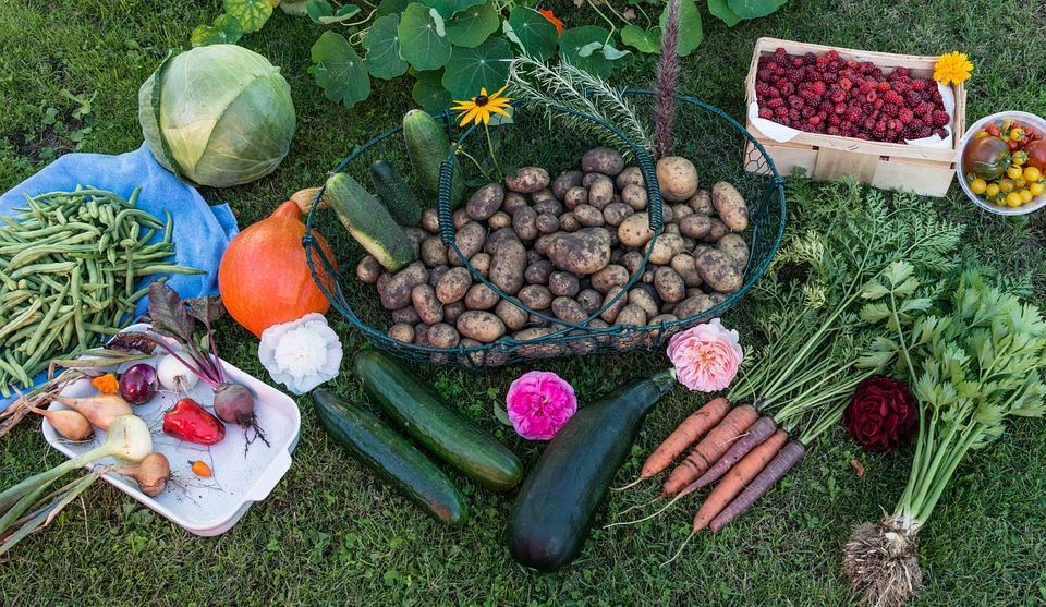 picked produce in baskets