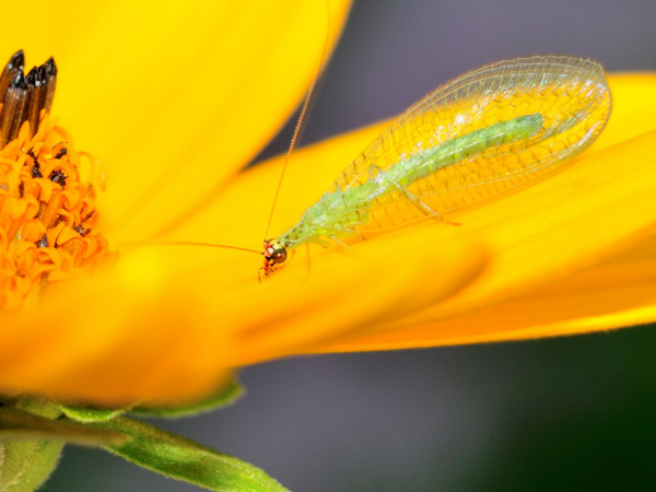 green lacewing