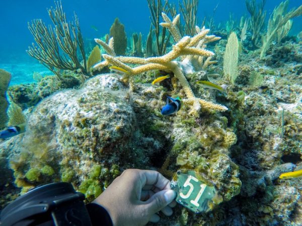 Bahamas coral photogrammetry coral marker under water