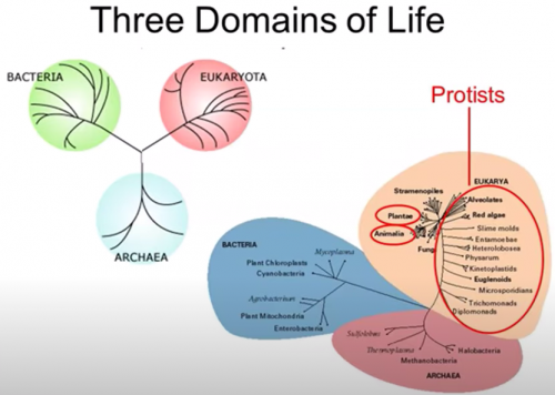 Three Domains of Life