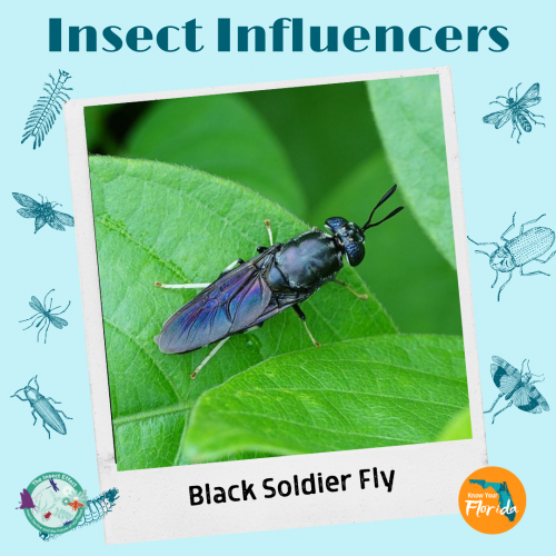 black soldier fly insect influencer slider