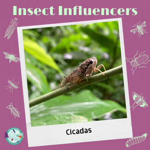 cicada insect influencer