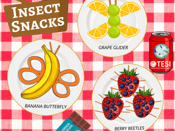 Graphic of ideas for insect-themed snacks