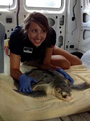 sadie mills transports a recovered Kemp’s ridley sea turtle to the beach for release