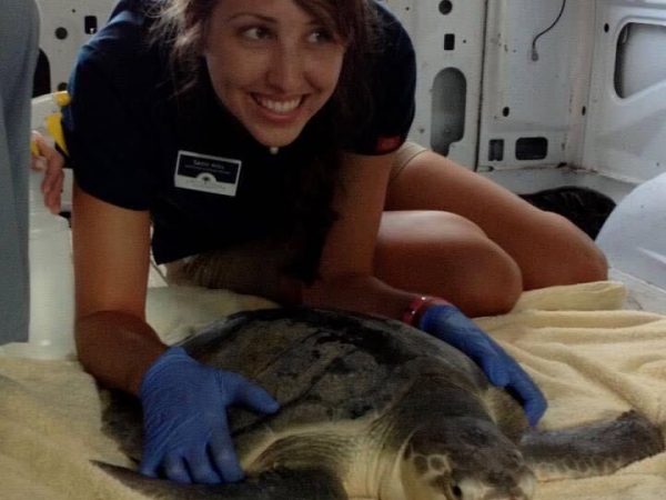 sadie mills transports a recovered Kemp’s ridley sea turtle to the beach for release