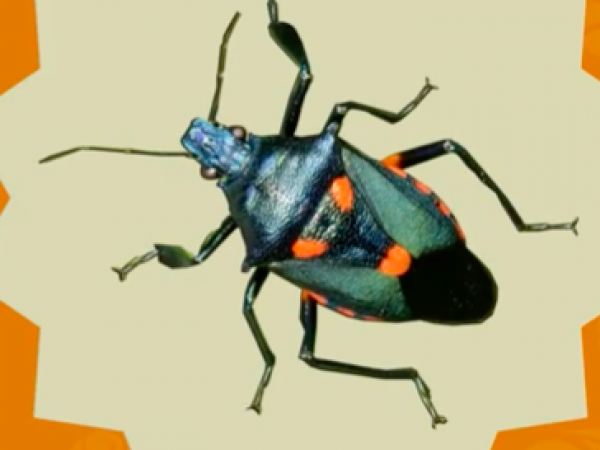 predatory stink bug