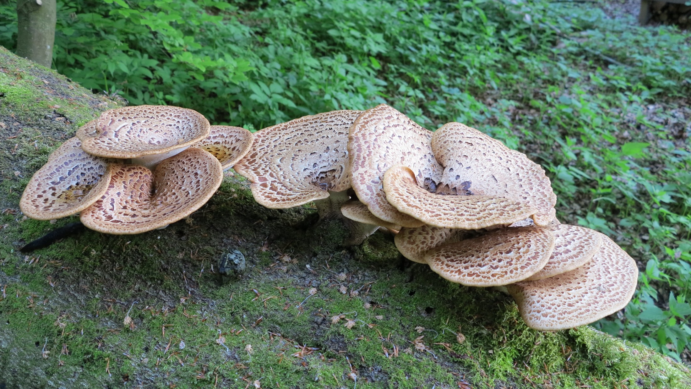 mushrooms growing on log