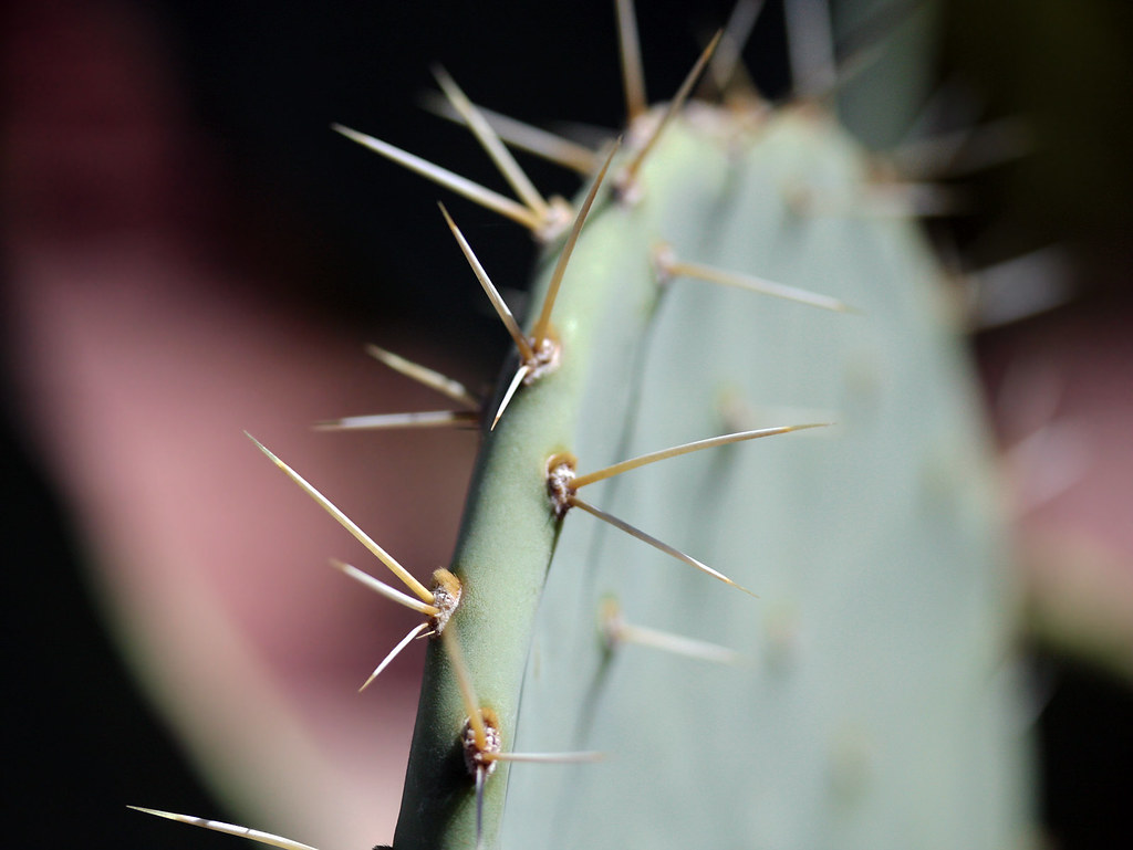 prickly pear cactus