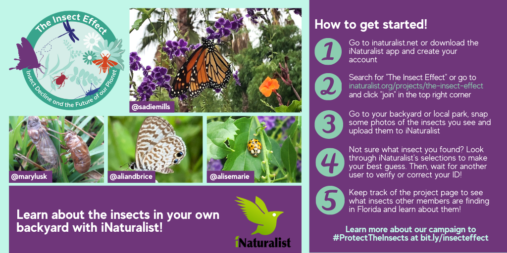 iNaturalist steps