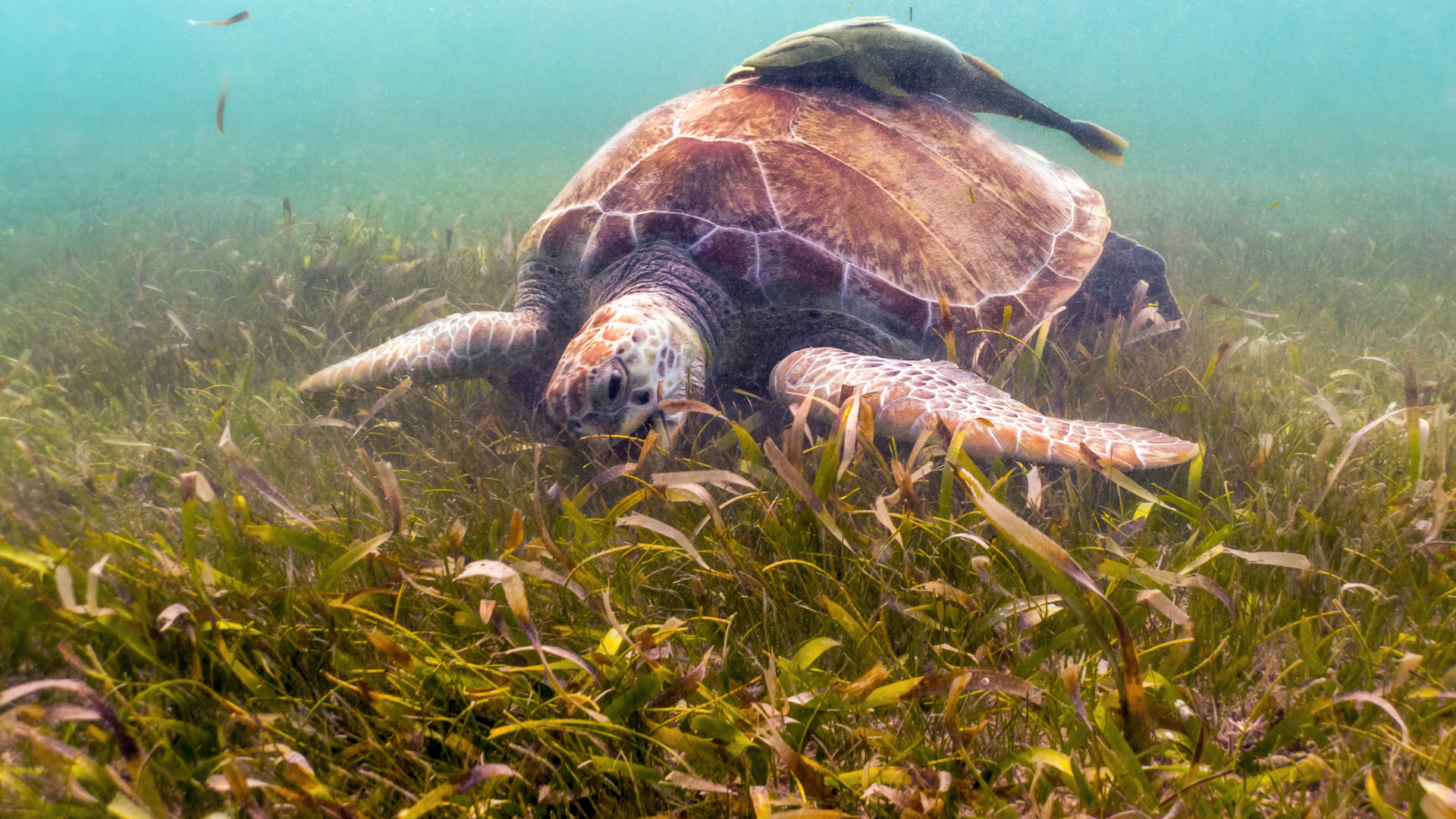 Sea Turtle in Seagrass