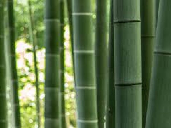 bamboo