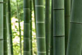 bamboo
