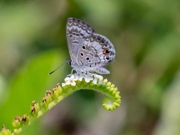 miami blue butterfly