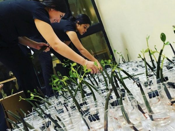 students putting mangrove propagules in cups of water