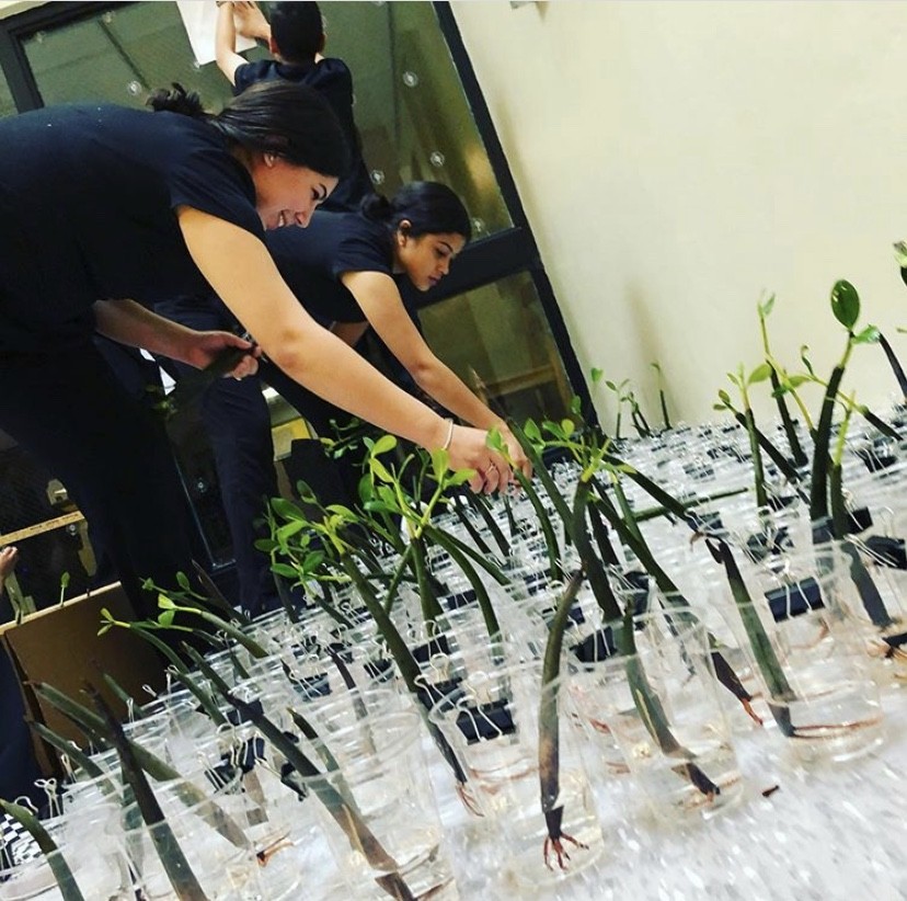 students putting mangrove propagules in cups of water