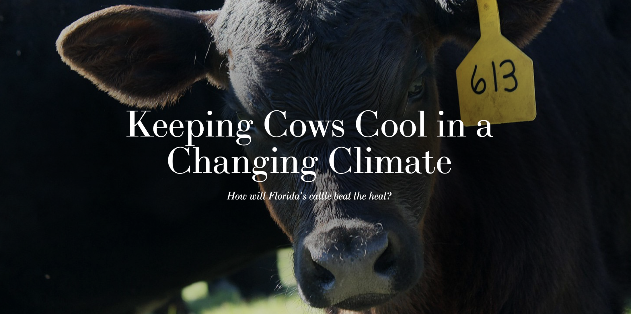 Keeping Cows Cool in a Changing Climate