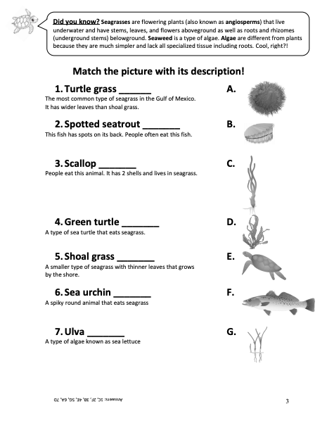 Screenshot of Jamila's seagrass activity book