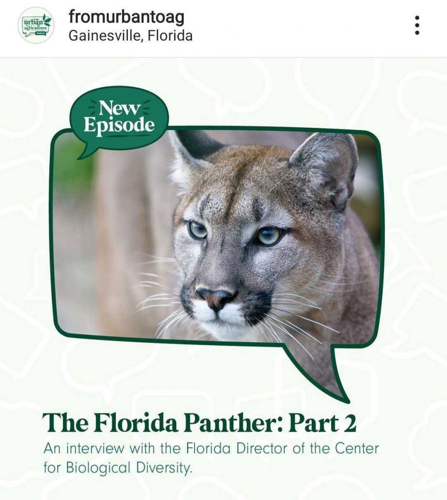 A screenshot of the urban to ag instagram, panther post