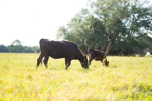 Cows in a field