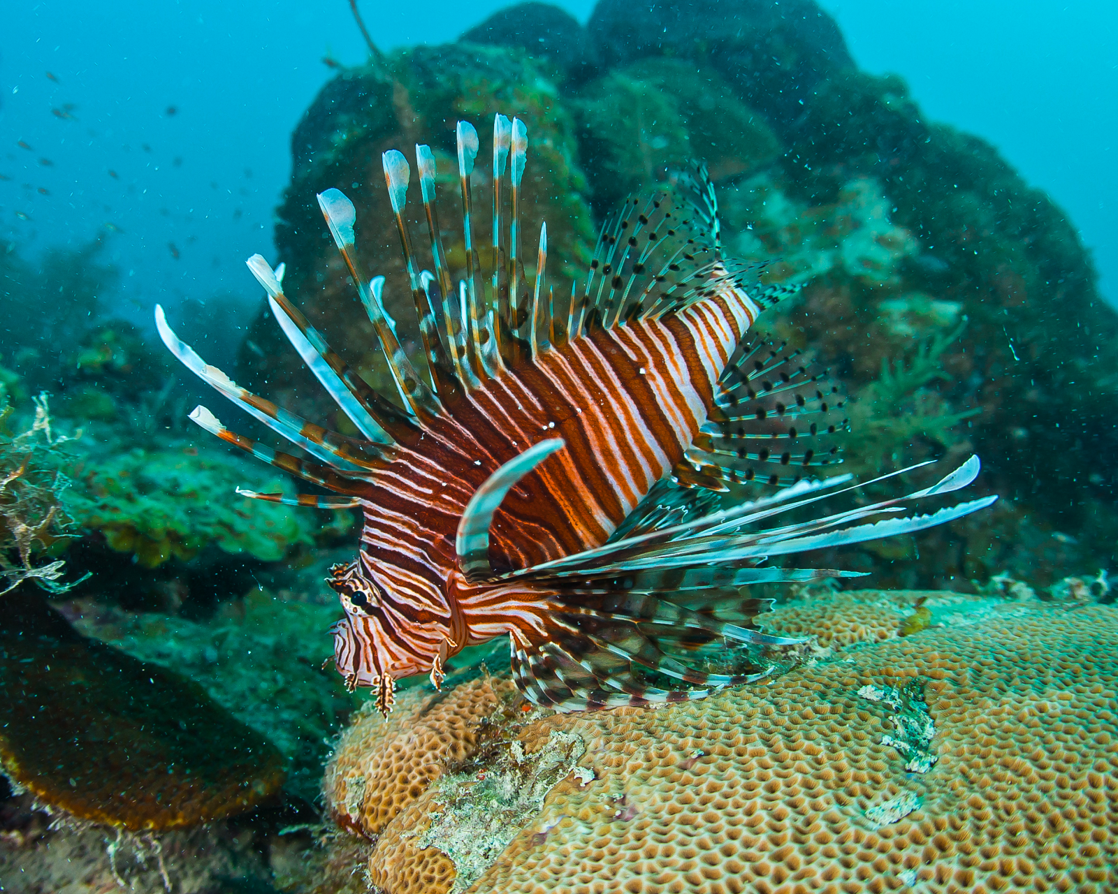 lionfish