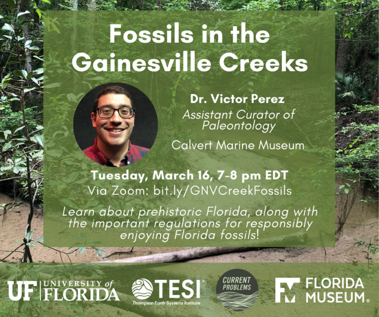 Fossils in the Gainesville Creeks Thompson Earth Systems Institute