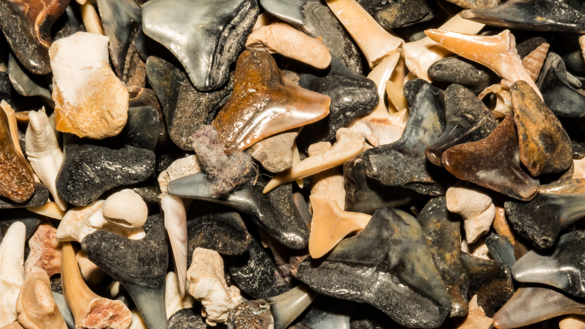 Fossil Shark Teeth