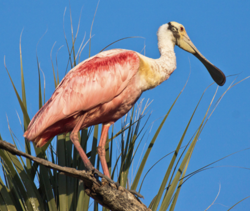 Roseate Spoonbill