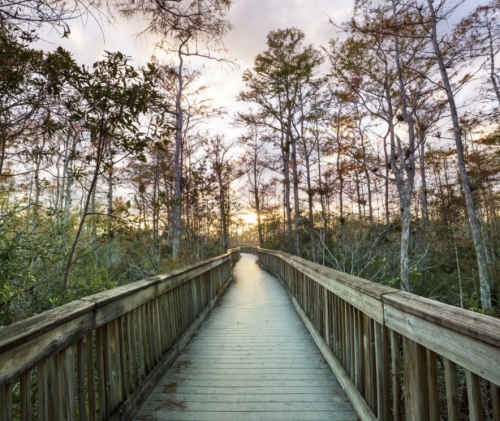 Everglades Boardwalk