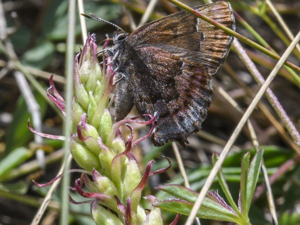 This frosted elfin butterfly perches on a sundial lupine about to bloom in Apalachicola National Forest. The plant has showy spikes of purplish-blue flowers in late spring. FLORIDA MUSEUM PHOTO BY JEFF GAGE